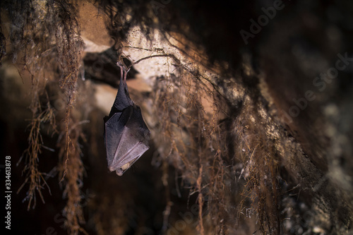 Closeup lesser horseshoe bat hanging from growth of rootws top while hibernating photo