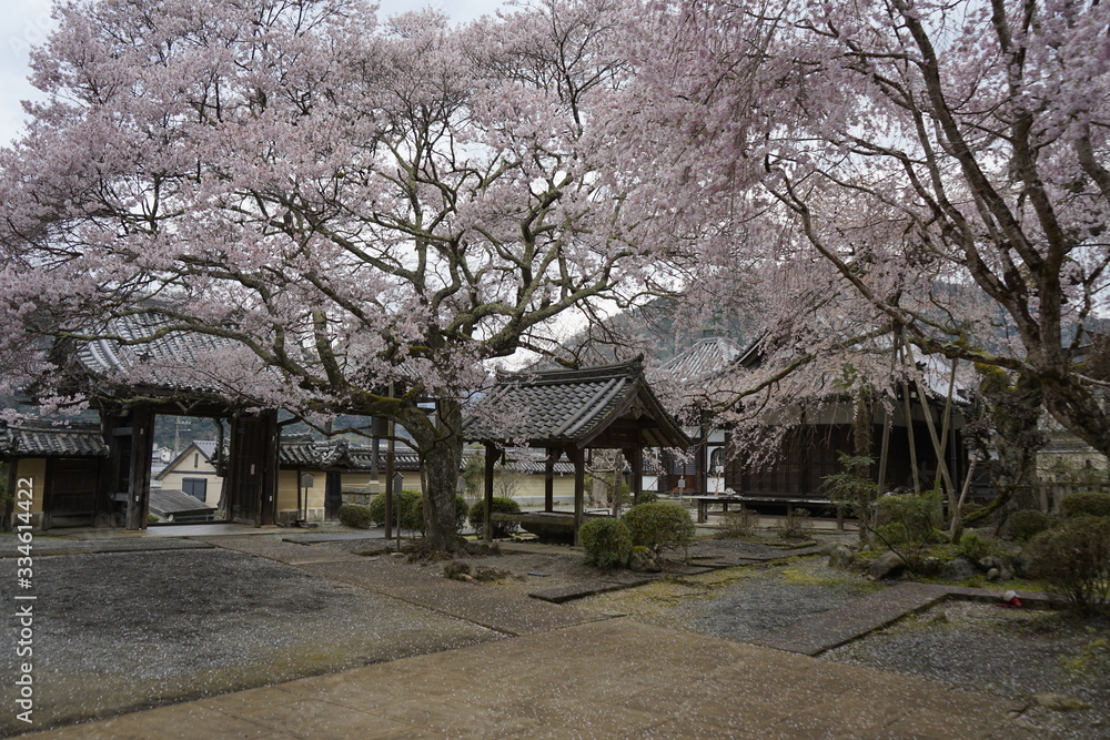 古都奈良に咲く桜 Cherry blossoms bloom in ancient Nara Japan 古都奈良に咲く桜 Cherry blossoms bloom in ancient Nara Japan