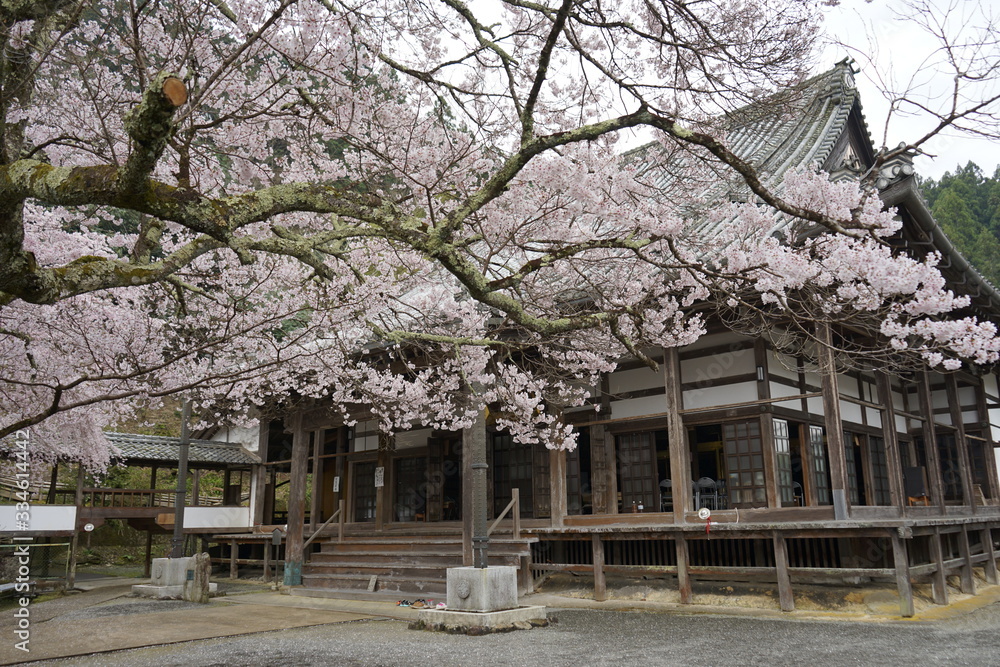 古都奈良に咲く桜 Cherry blossoms bloom in ancient Nara Japan 古都奈良に咲く桜 Cherry blossoms bloom in ancient Nara Japan