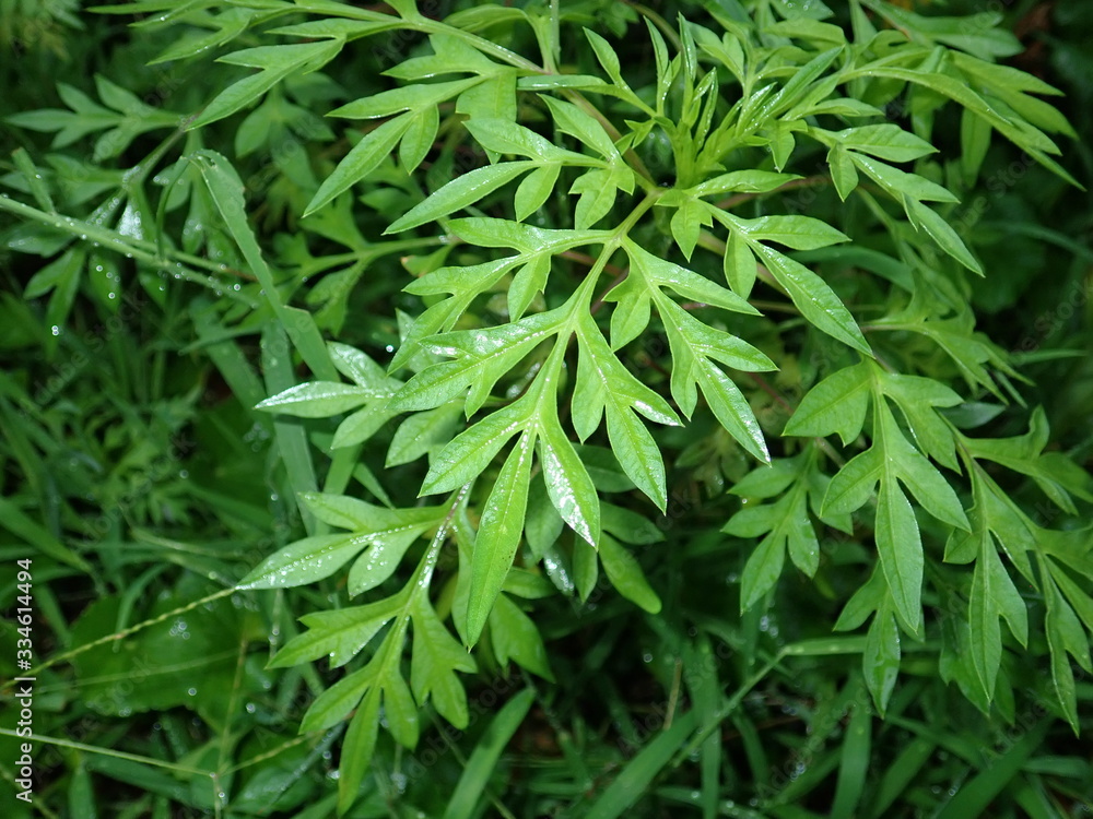 traditional herb called ulam raja or king of salad (cosmos). usually used by southeast asian traditional herb called ulam raja or king of salad (cosmos). usually used by southeast asian