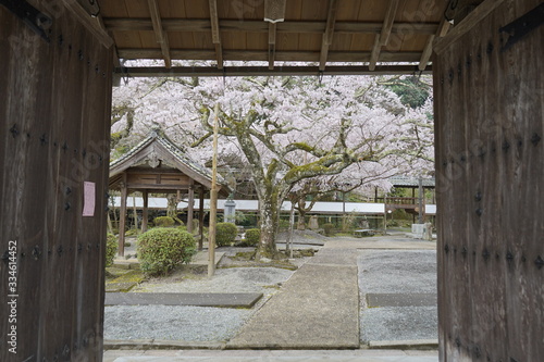 古都奈良に咲く桜　Cherry blossoms bloom in ancient Nara Japan  © Masanao