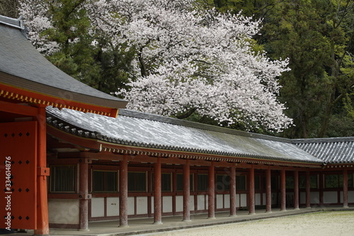 古都京都に咲く桜　Cherry blossoms bloom in ancient Kyoto Japan