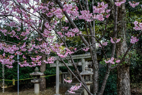 古都京都に咲く桜　Cherry blossoms bloom in ancient Kyoto Japan