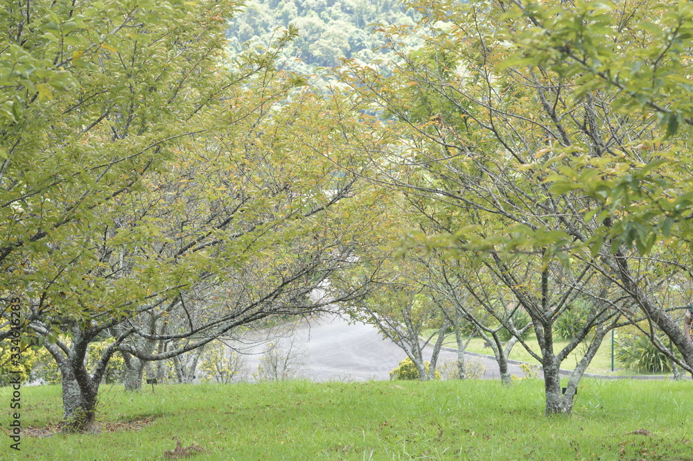 Obraz premium tree in park