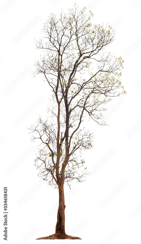 Obraz premium tree on white background