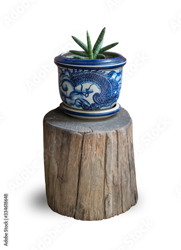 green plant in flowerpot on wooden stump