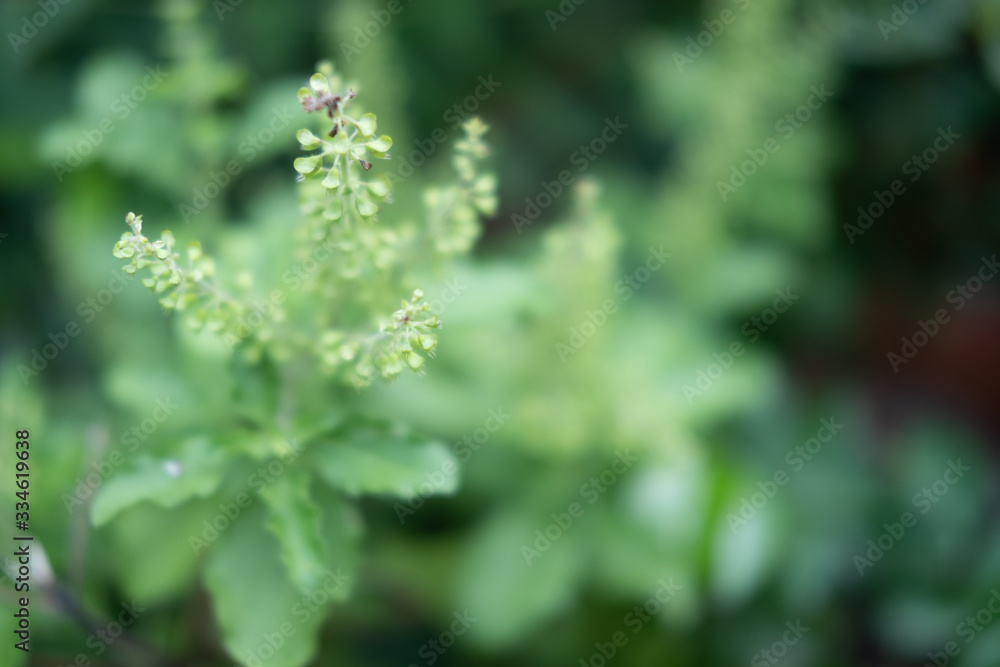Holy basil green leaf on holy basil tree Holy basil green leaf on holy basil tree