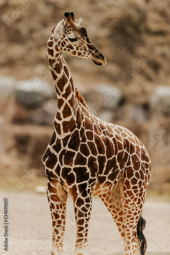 Photography Young Giraffe 3