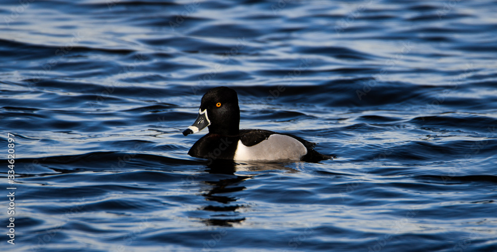 Fototapeta premium duck in water