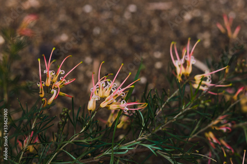 native Australian grevillea semperflorens plant with plenty of yellow and pink flowers outdoor