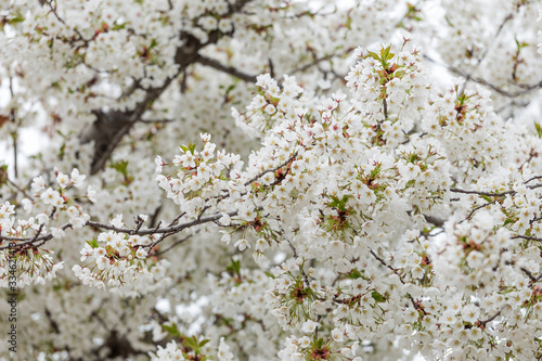 Beautiful cherry blossoms in spring