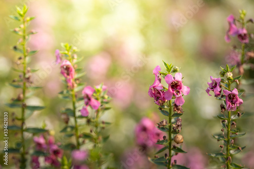 The background image of the colorful flowers