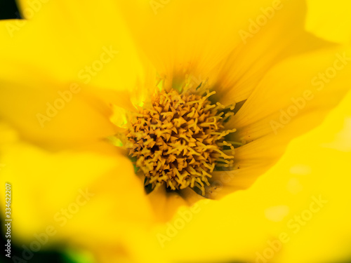 yellow flower © Thanh