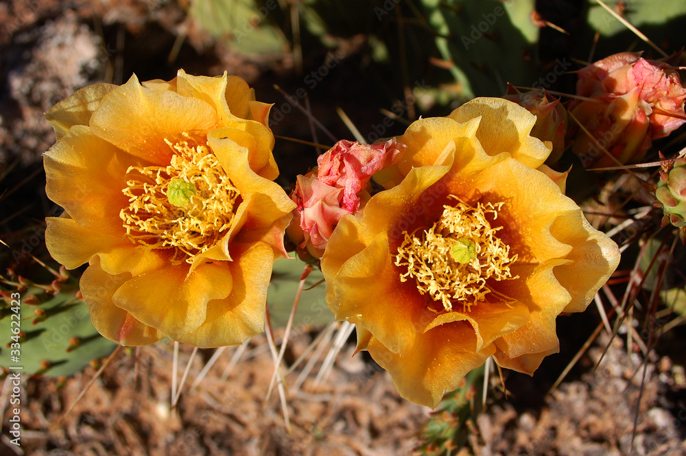 Close up of Cactus Bloom flowering in the desert of Southern Utah. Close up of Cactus Bloom flowering in the desert of Southern Utah.