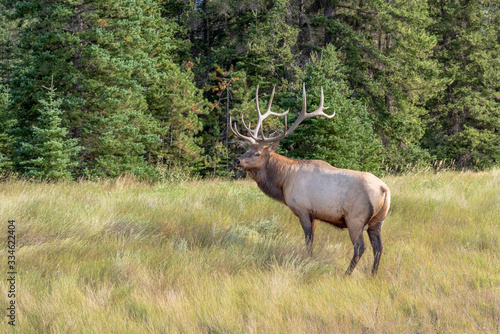 Bull Elk In The Forest
