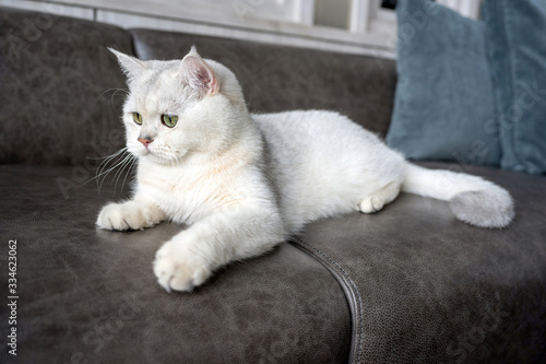 British shorthair cat silver shaded color and green eyes, Pure and beautiful breed are resting comfortably on dark color sofa in house.