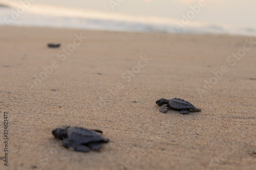 Liberación de Tortugas en Playa Bacocho, Oaxaca © Raul