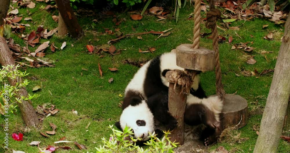 4k video of two lovely giant panda bears cub playing in the zoo, funny adorable young baby panda fighting togehter close up footage 4k video of two lovely giant panda bears cub playing in the zoo, funny adorable young baby panda fighting togehter close up footage