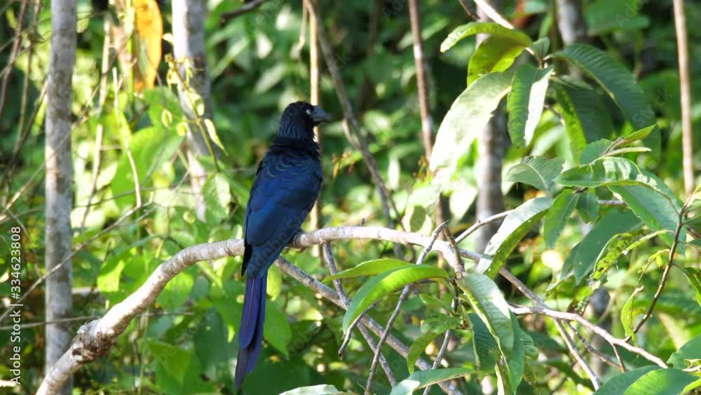 Pair of Greater Anis (Crotophaga major), preening, perched at the rainforest edge on the bank of Rio Tiputini, Orellana province, Ecuador. Pair of Greater Anis (Crotophaga major), preening, perched at the rainforest edge on the bank of Rio Tiputini, Orellana province, Ecuador.
