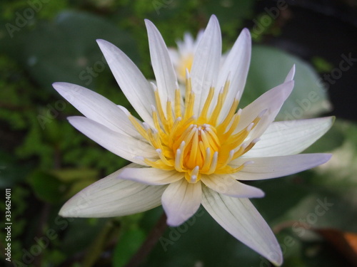 Water lily with green leaf in the pond