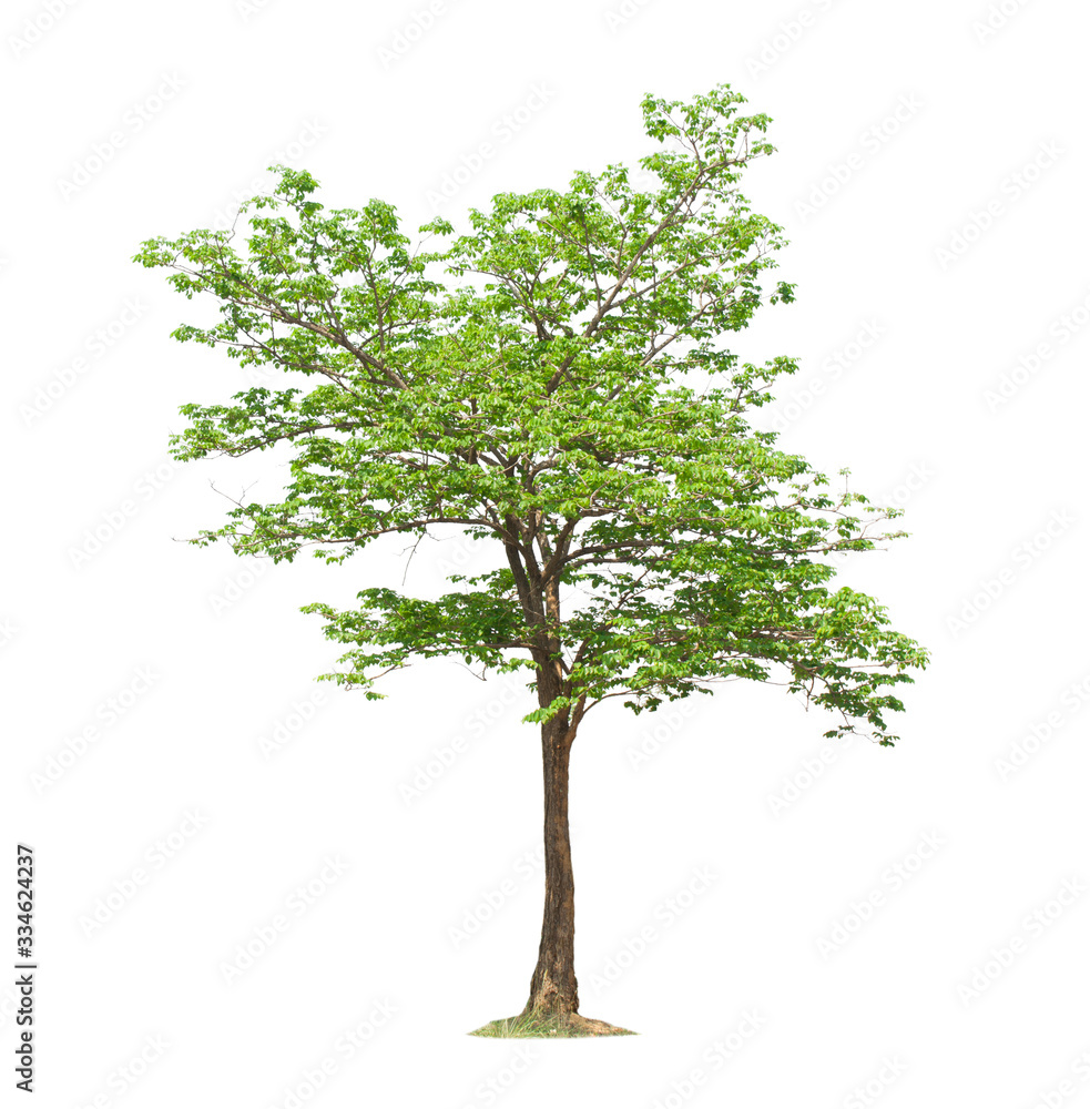 Obraz premium Tree