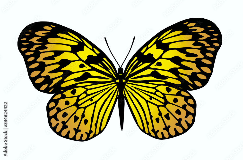 Fototapeta premium Beautiful yellow butterfly on white background