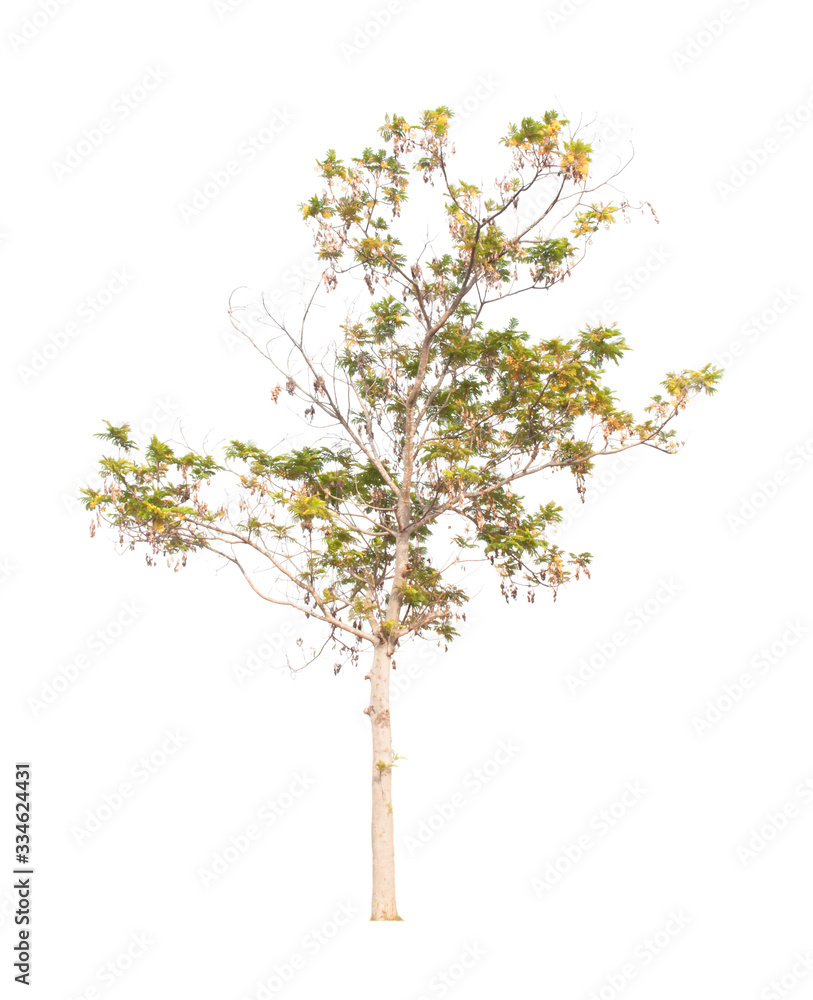 Fototapeta premium Tree