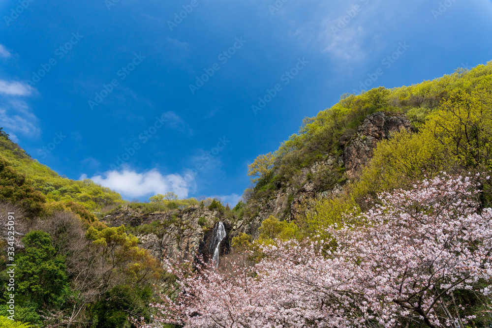 Cherry blossoms in Mitoyo City, Kagawa Prefecture, Japan