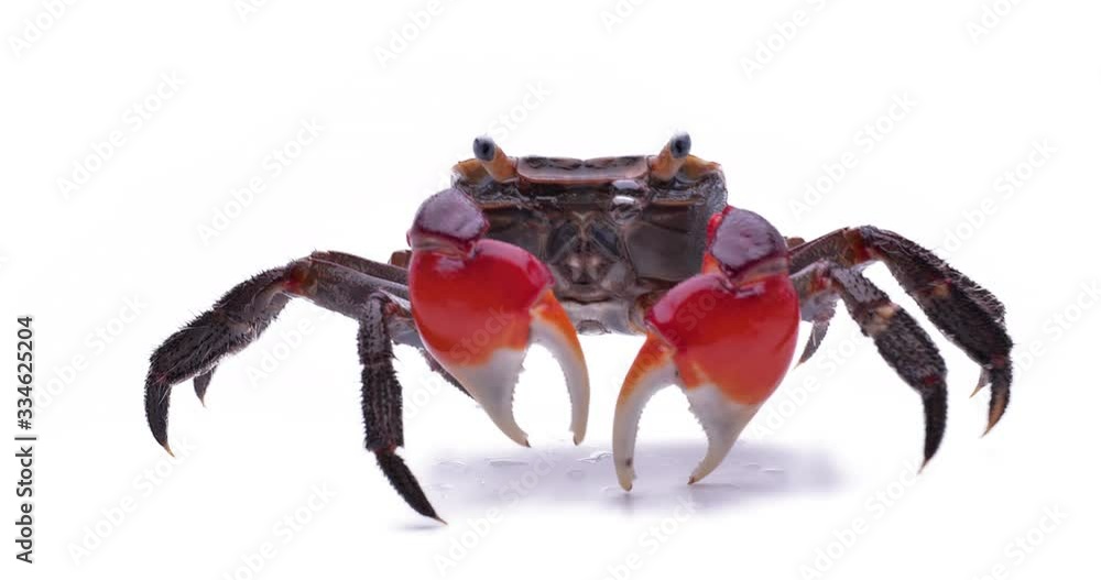 アカテガニ 赤手蟹 学名:Chiromantes haematocheir アカテガニ 赤手蟹 学名:Chiromantes haematocheir