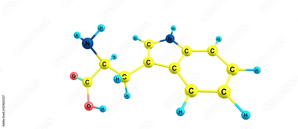 Tryptophan molecular structure isolated on white Tryptophan molecular structure isolated on white