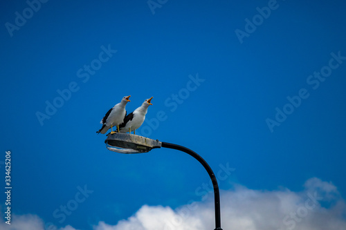 Gull screeching on top of a lantern