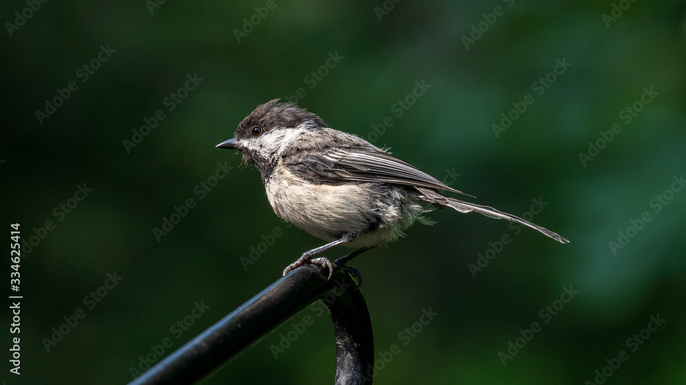 Naklejka premium bird on a branch