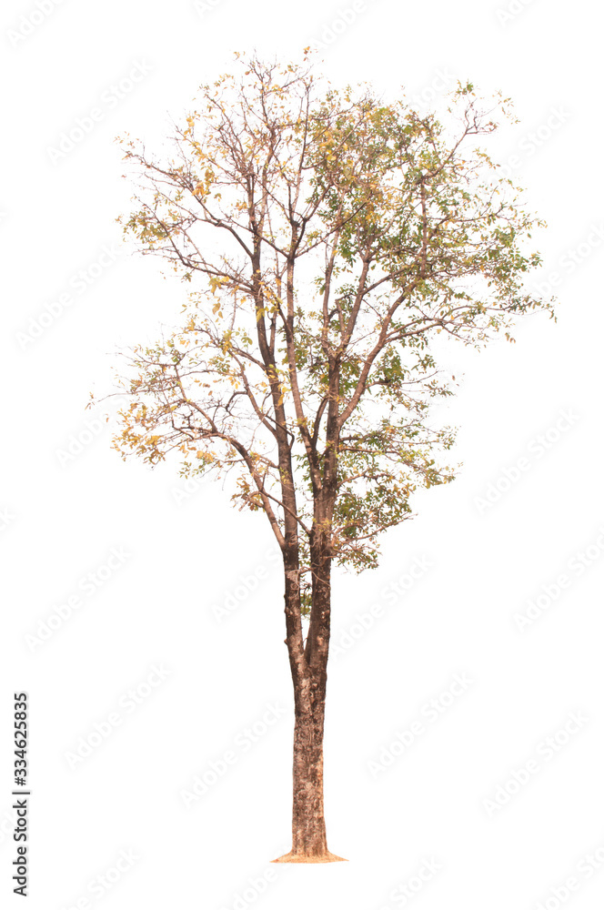 Tree Tree