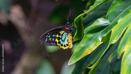 butterfly on leaf