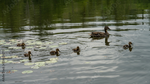 ducks in pond
