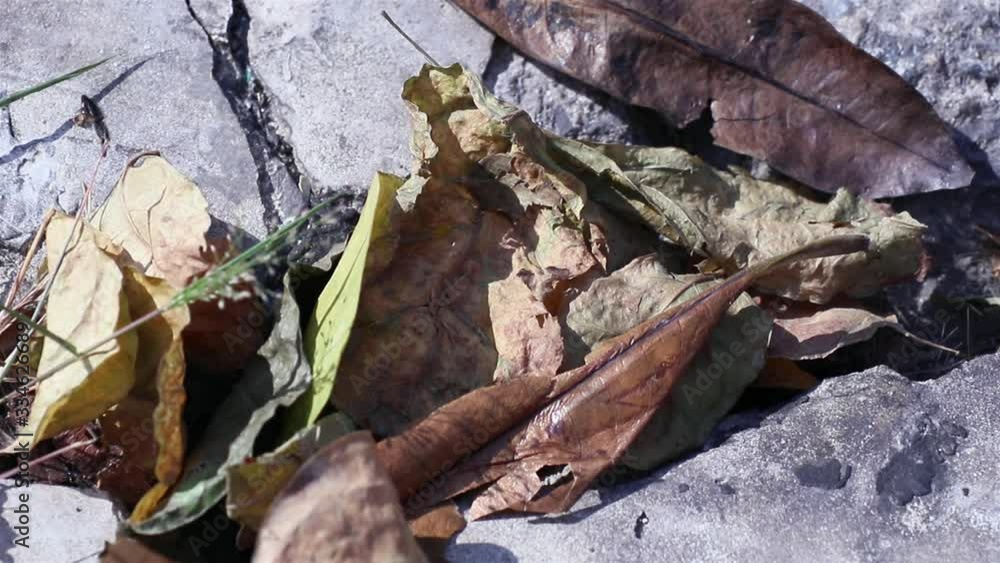 Beauty in nature. Various dry leaves fallen between cracked concrete crevices blowing in the wind Beauty in nature. Various dry leaves fallen between cracked concrete crevices blowing in the wind