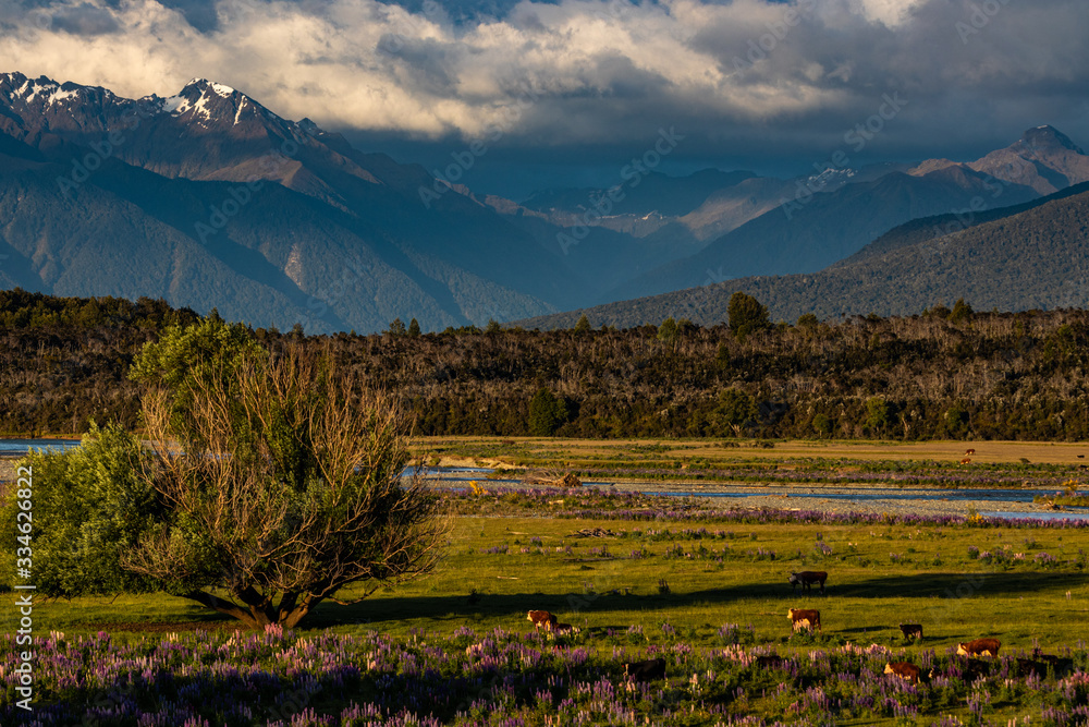 Naklejka premium typical nature in new zealand