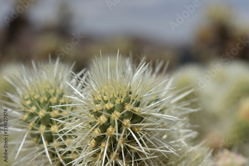 close up of cactus