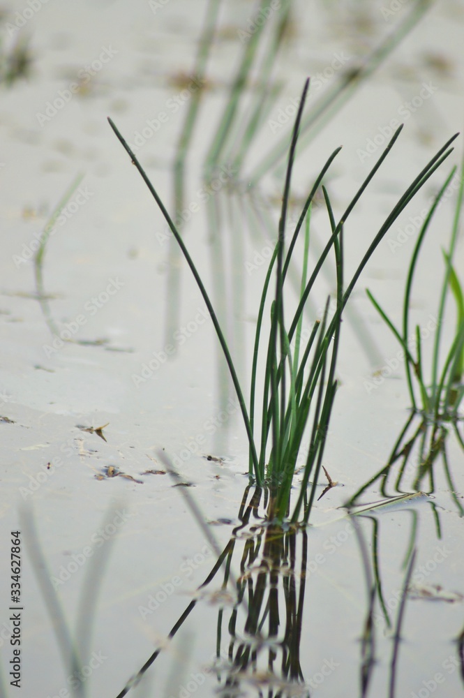 Obraz premium Grass with blurred background,grass,grass on paddy field with blurred background,grass and water.