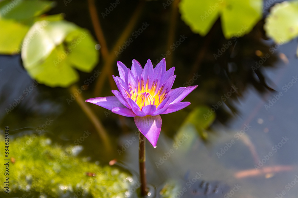 Purple water lily blooms in the morning. Purple water lily blooms in the morning.