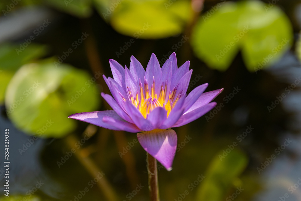 lotus in pond lotus in pond