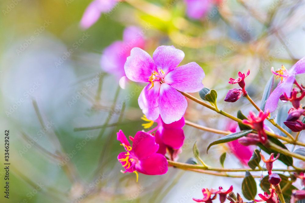 Obraz premium colorful flowers from a garden