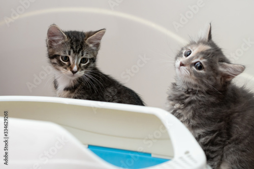 Two cute kittens are sitting near their litter box. Training kittens to the toilet © Галина Сандалова