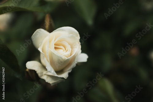 White rose against green background