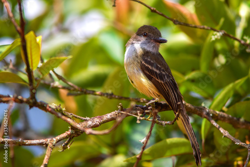 Pale-edged Flycatcher (Myiarchus cephalotes) in the colombian forest
