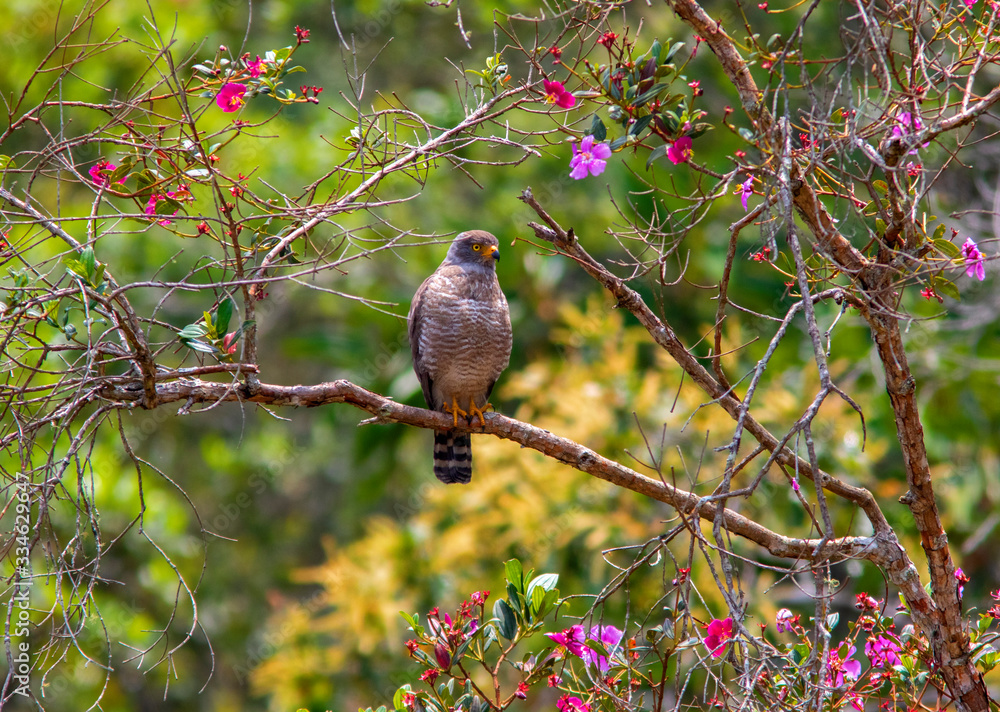 Obraz premium Roadside Hawk (Rupornis magnirostris) in the forest