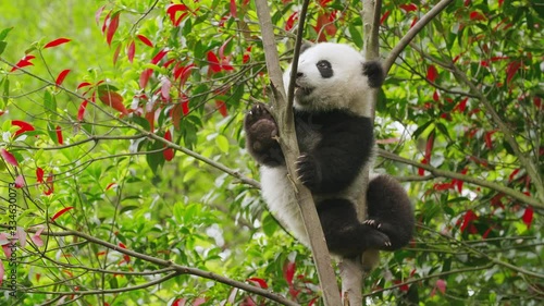 lovely young baby panda bear cub playing in the tree adorable baby panda in the nature footage photo