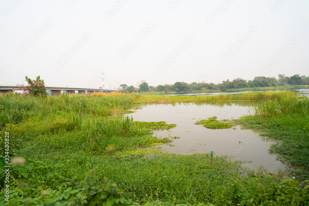 green trees nature landscape view. showing the lake and cloudy white sky green trees nature landscape view. showing the lake and cloudy white sky