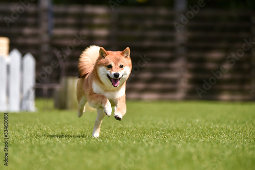 ドッグランで走る柴犬
