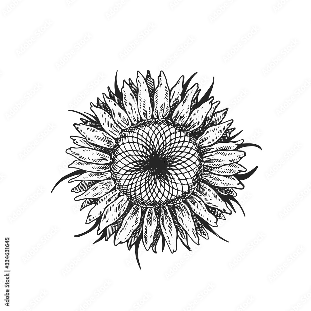 Sunflower illustration in black and white on isolated background,